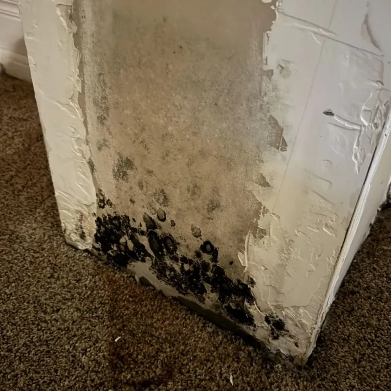 Professional Mold Removal in Wickliffe, KY